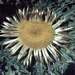 Photos Carlina acanthifolia