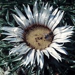 Carlina acaulis var. caulescens - Stengel-Silberdistel