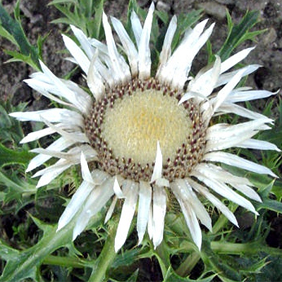 Photos Carlina acaulis - 