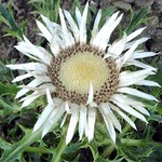 Photos Carlina acaulis