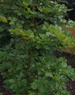 Photos Carpinus betulus
