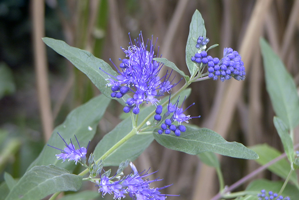 Photos Caryopteris x clandonensis - 