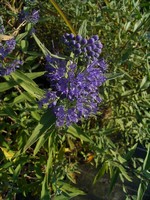 Caryopteris incana - Graufilzige Bartblume