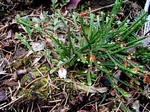 Photos Cassiope mertensia - Mountain heather
