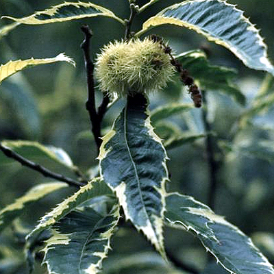 Fotos Castanea sativa - 