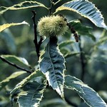 Fotos Castanea sativa