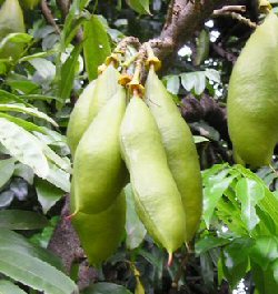 Castanospermum australe