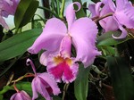 Photos Cattleya Hybride