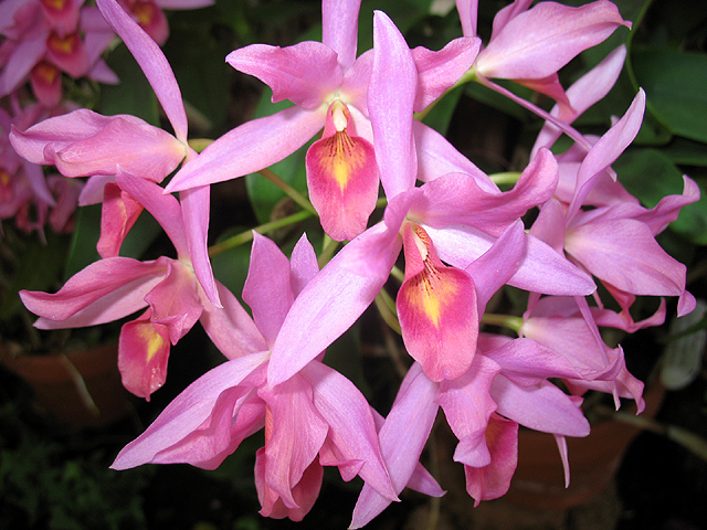 Photos Cattleya Hybride - 