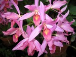 Photos Cattleya Hybride
