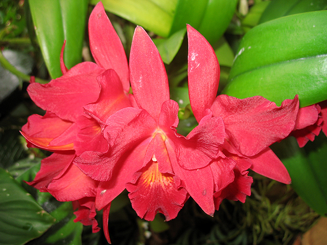 Photos Cattleya Hybride - 