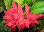 Photos Cattleya Hybride