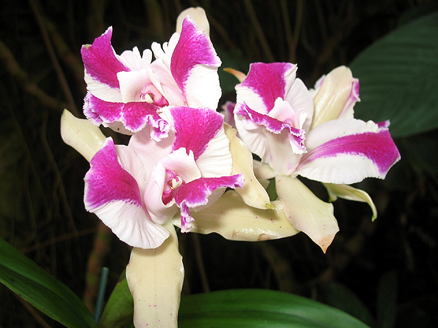 Photos Cattleya Hybride - 