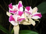 Photos Cattleya Hybride