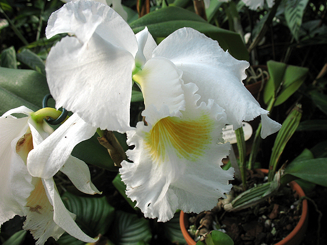 Photos Cattleya Hybride - 