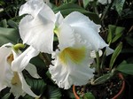 Photos Cattleya Hybride