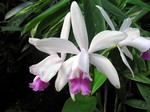 Photos Cattleya intermedia