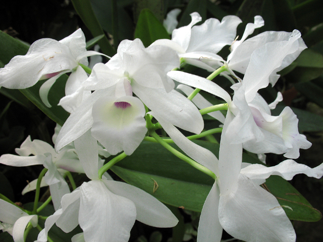 Photos Cattleya skinneri - 