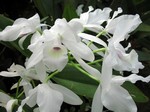 Photos Cattleya skinneri