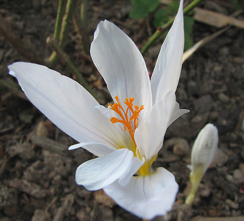 Photos Crocus pulchellus - 