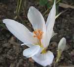 Photos Crocus pulchellus