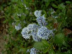 Ceanothus thyrsiflorus - Kriechende S�ckelblume Repens