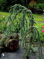 Photos Cedrus atlantica