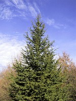 Photos Cedrus atlantica