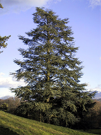 Photos Cedrus atlantica - Cedar