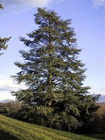 Photos Cedrus atlantica