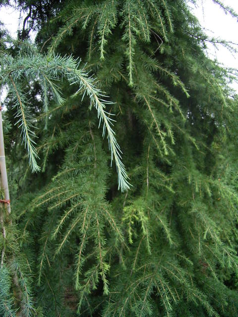 Photos Cedrus deodara - Deodar cedar