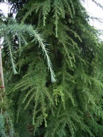 Fotos Cedrus deodara