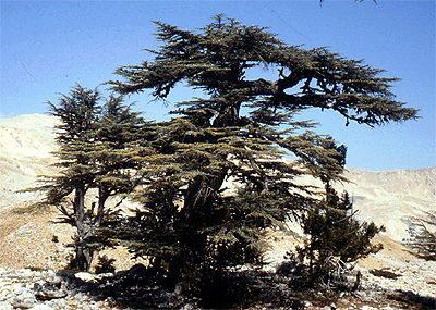 Photos Cedrus libani - Cedar