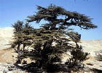Photos Cedrus libani