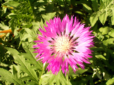 Photos Centaurea dealbata - Garden cornflower