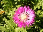 Photos Centaurea dealbata