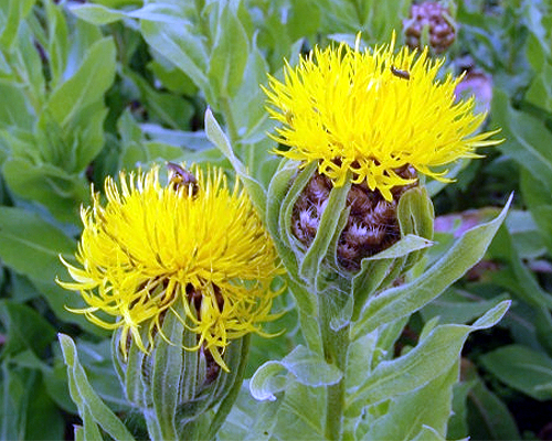 Photos Centaurea macrocephala - Garden cornflower