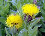 Photos Centaurea macrocephala