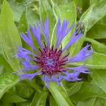 Photos Centaurea montana