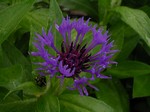 Photos Centaurea montana