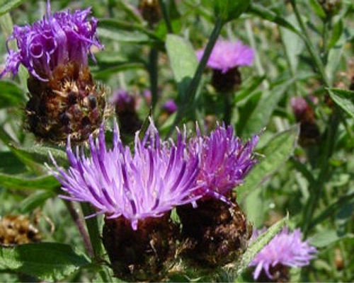 Photos Centaurea nigra ssp. rivularis - Garden cornflower