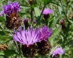 Photos Centaurea nigra ssp. rivularis