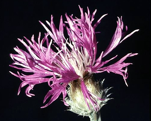 Photos Centaurea pulcherrima - Garden cornflower
