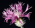 Photos Centaurea pulcherrima