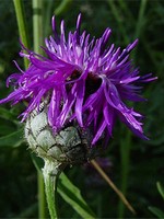 Photos Centaurea triumfettii