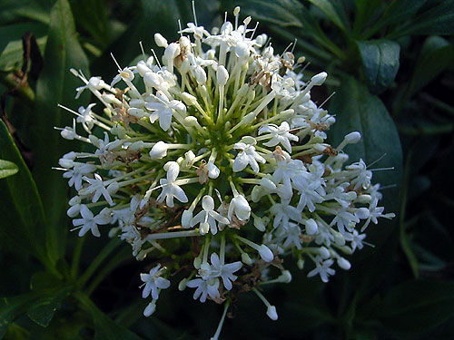 Photos Centranthus ruber - Red valerian