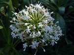 Centranthus ruber - Spornblume Albus
