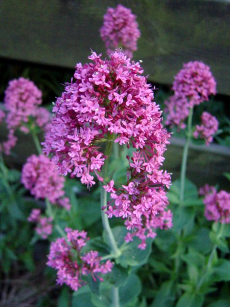 Photos Centranthus ruber - Red valerian