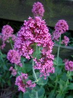 Photos Centranthus ruber