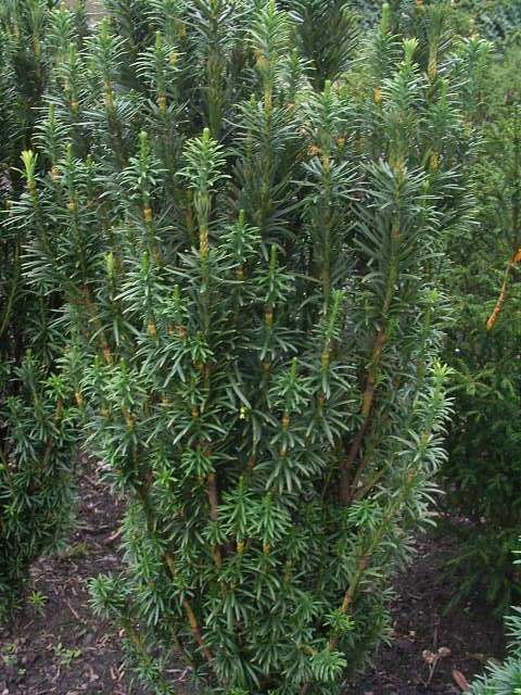 Photos Cephalotaxus harringtonia - Harrington